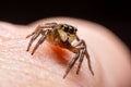 Close up jumping spiders on the hand Royalty Free Stock Photo