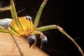 Close up of the Jumping Spiders  on hand in the morning. Selective focus of the yellow spider on skin with black background Royalty Free Stock Photo