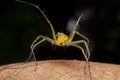 Close up of the Jumping Spiders  on hand in the morning. Selective focus of the yellow spider on skin with black background Royalty Free Stock Photo