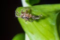 Close up jumping spiders on the leaves Royalty Free Stock Photo