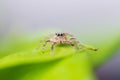 Close up jumping spiders on the leaves out of focus Royalty Free Stock Photo