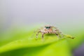 Close up jumping spiders on the leaves out of focus Royalty Free Stock Photo
