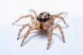 Close up jumping spiders on the wall Royalty Free Stock Photo