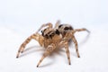 Close up jumping spiders on the wall