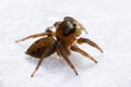Close up jumping spiders on the wall Royalty Free Stock Photo