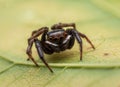 Close up jumping spiders on the wall Royalty Free Stock Photo