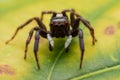 Close up jumping spiders on the wall Royalty Free Stock Photo