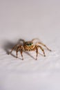 Close up jumping spiders on the wall Royalty Free Stock Photo
