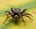 Close up jumping spiders on the wall Royalty Free Stock Photo