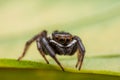 Close up jumping spiders on the wall Royalty Free Stock Photo