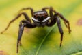 Close up jumping spiders on the wall Royalty Free Stock Photo