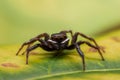 Close up jumping spiders on the wall Royalty Free Stock Photo