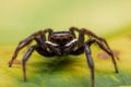 Close up jumping spiders on the wall Royalty Free Stock Photo