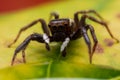 Close up jumping spiders on the wall Royalty Free Stock Photo