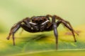 Close up jumping spiders on the wall Royalty Free Stock Photo