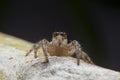 Close up of the jumping spiger on dry branches with black background.  Selective focus of the yellow spider on dry leaf in the Royalty Free Stock Photo