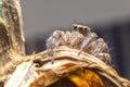 Close up of the jumping spiger on dry branches with black background.  Selective focus of the yellow spider on dry leaf in the Royalty Free Stock Photo