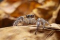 Close up of the jumping spiger on dry branches with black background. Selective focus of the yellow spider on dry leaf in the