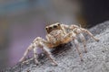 Close up of the jumping spiger on dry branches with black background.  Selective focus of the yellow spider on dry leaf in the Royalty Free Stock Photo