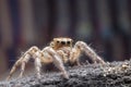 Close up of the jumping spiger on dry branches with black background. Selective focus of the yellow spider on dry leaf in the