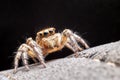 Close up of the jumping spiger on dry branches with black background.  Selective focus of the yellow spider on dry leaf in the Royalty Free Stock Photo