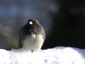 Close up of a junco bird sitting in the snow Royalty Free Stock Photo