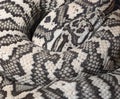 Carpet python Morelia Spilota Royalty Free Stock Photo