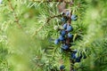 Close-Up Of Juniper Berries Growing On Tree