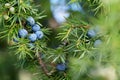 Close-Up Of Juniper Berries Growing On Tree