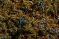 Close up of juniper berry branches with blue berries and spiky needles in woodland setting Royalty Free Stock Photo