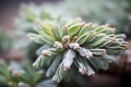 close-up of a juniper bonsais frosted leaves