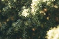 Close-up of a juniper branch