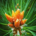 Close up with juniper cone