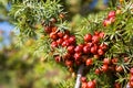 Close-up of Juniper Juniperus oxycedrus branch with mature orange-red seed cones in sunlight. Selective Focus. Shallow DOF