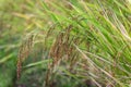 Close up of jusmin rice field