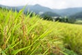 Close up of jusmin rice field