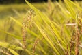 Close up of jusmin rice field