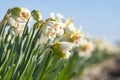 Close-up of just-budding white daffodils with a yellow trumpet at the edge of a bulb field Royalty Free Stock Photo