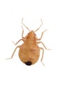 Close-up Juvenile Bedbugs