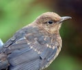 Close-up of juvenile blackbird with bright eye