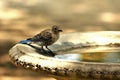 Juvenile Blue Jay In Bird Bath
