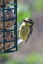 Eurasian bluetit cyanistes caeruleus