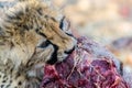 Close-up of juvenile cheetah eating meat
