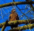 Close up of juvenile eagle on sunny winter day