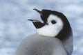 Close-up of Juvenile Emperor Penguin with open beak