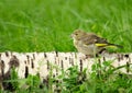 Close up of a juvenile Eurasian Siskin perched on a tree