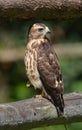 Close up of a juvenile fledged Broad-winged hawk Royalty Free Stock Photo