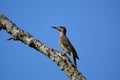 Juvenile male Common Flicker bird