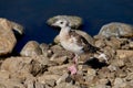 Close up of a juvenile gull on stones Royalty Free Stock Photo