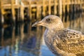 Close up of a juvenile Herring Gull, blurred harbor pier in the background; Morro bay, California Royalty Free Stock Photo